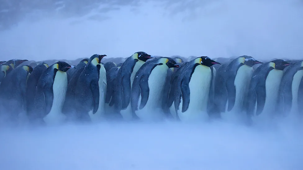Climate change: Four new emperor penguin groups found by satellite
