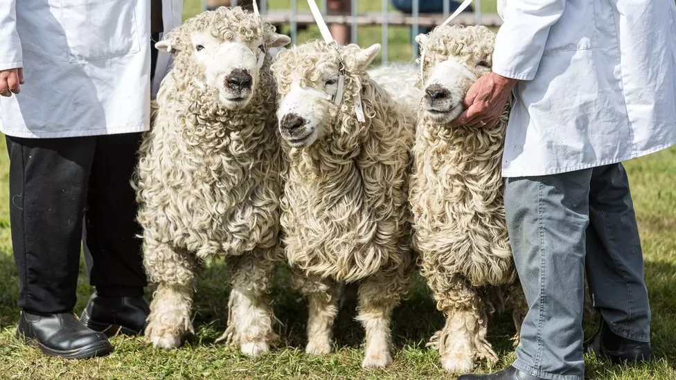 Organisers say there are 900 sheep entries in this year's show