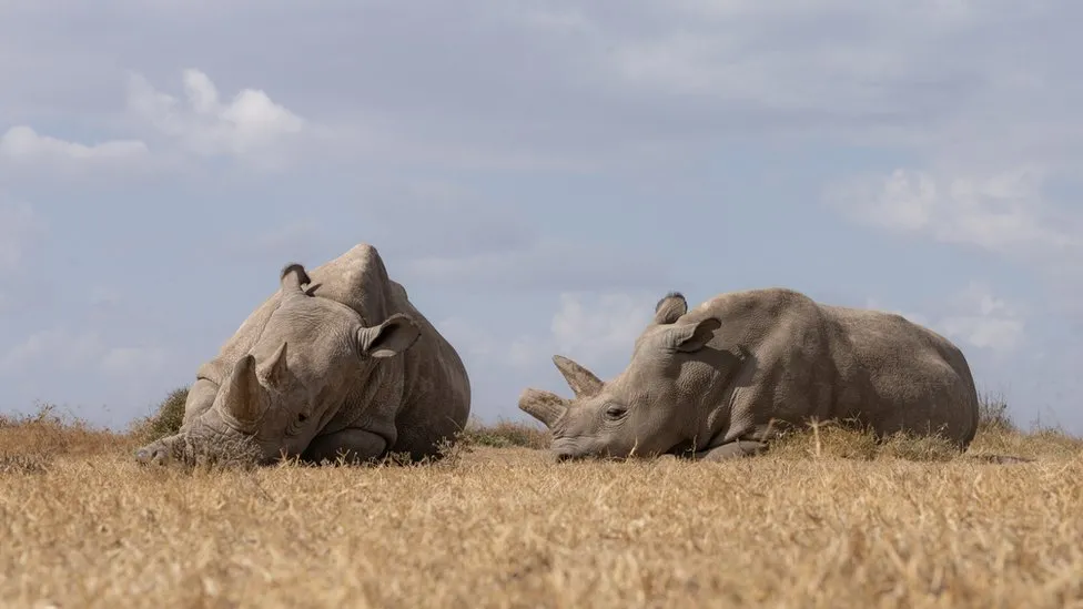 World's first IVF rhino pregnancy 'could save species'