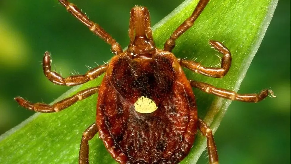 Alpha-gal syndrome: Meat allergy linked to tick bites rising, CDC says