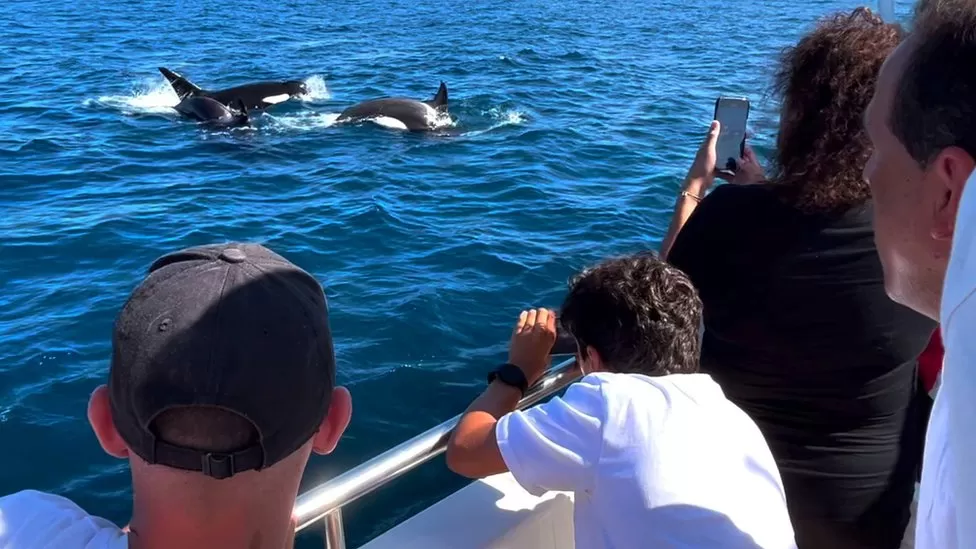 Atlantic orcas 'learning from adults' to target boats