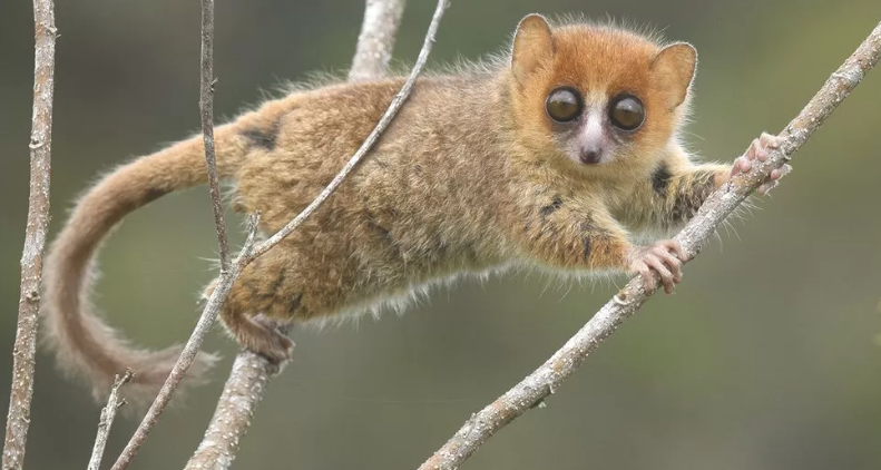 Biodiversity: Rising tide of extinctions on Madagascar