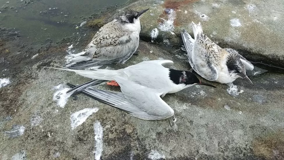 Coquet Island seabirds observed with signs of bird flu immunity