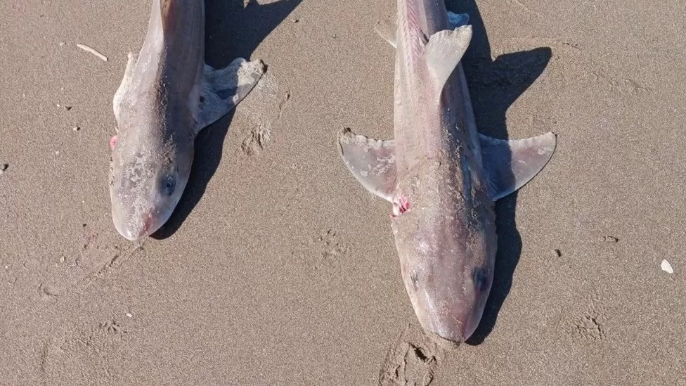 Denbighshire: Dozens of dead sharks on Prestatyn beach