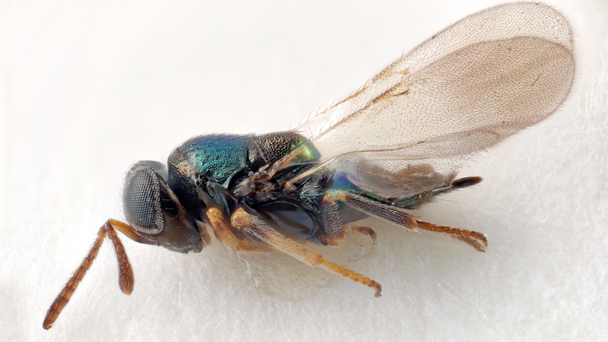 Doctor Who aliens give their name to newly discovered wasps