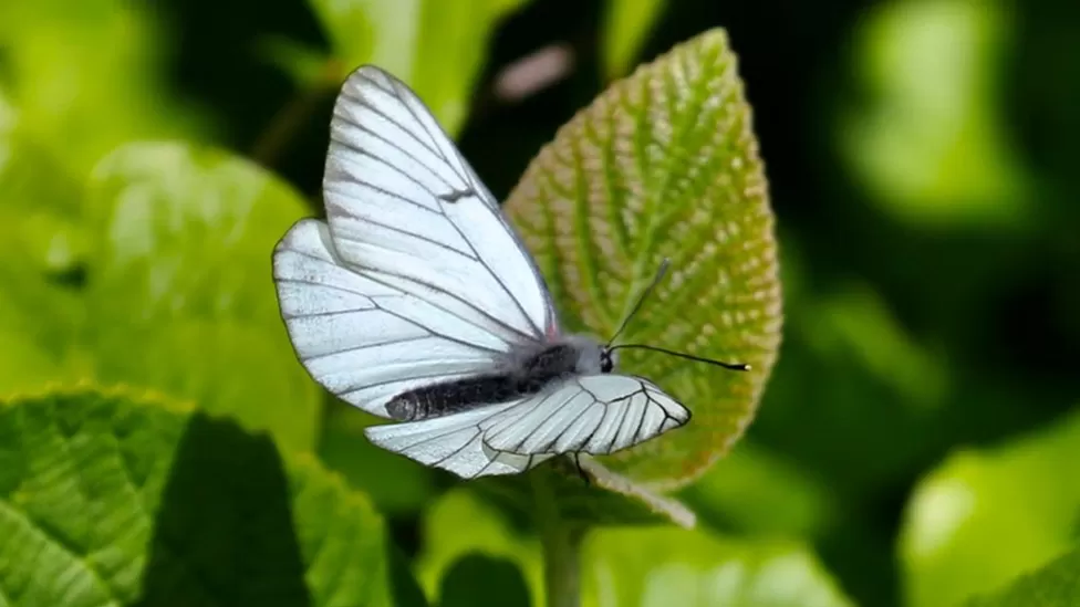 'Extinct' butterfly species reappears in UK