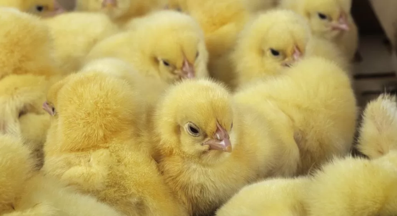 Gene-edited hens may stop billions of animals suffering