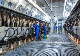 Milking Robots – Automation in Milking System