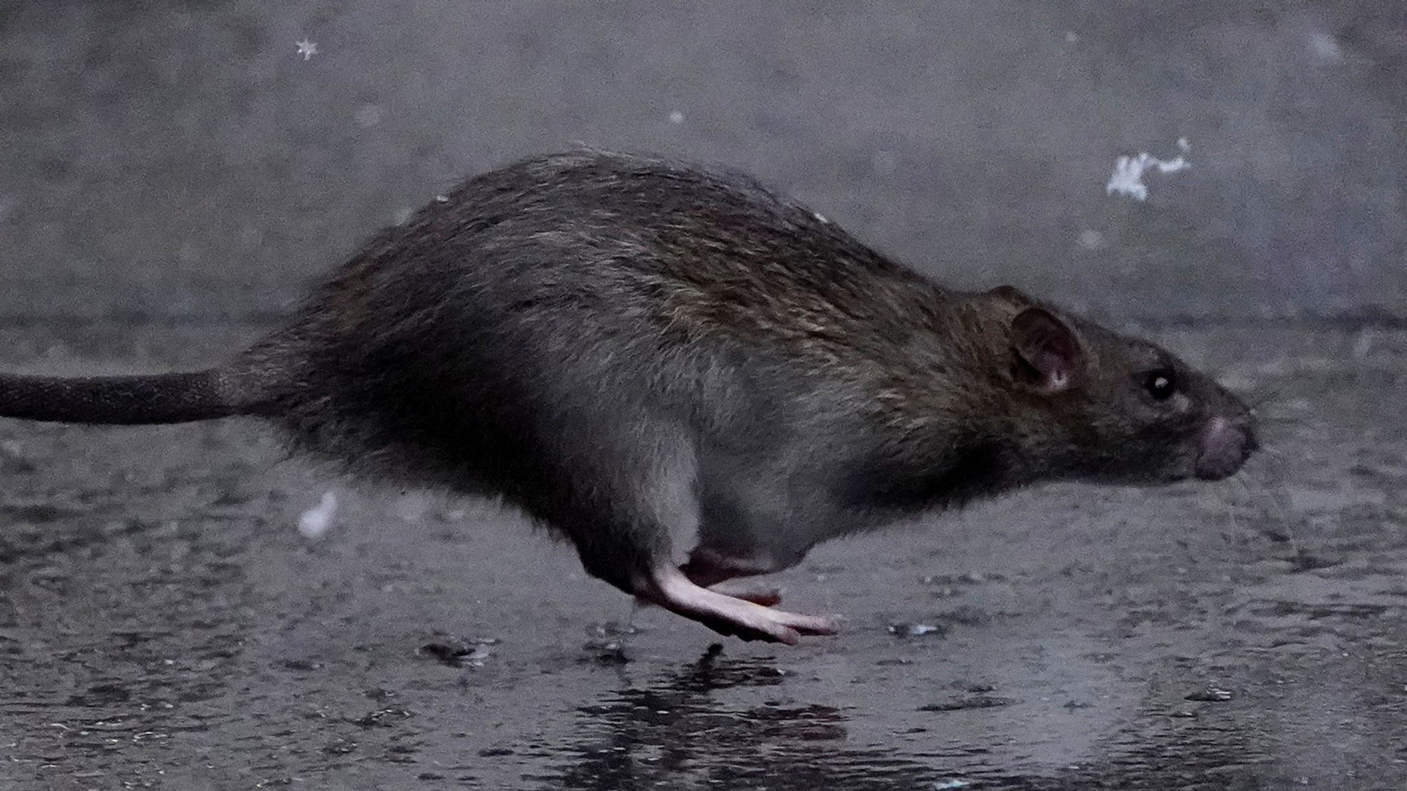 Millions of rats in New York could carry COVID, study finds