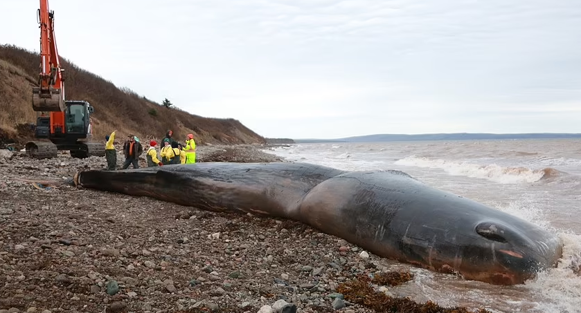 More than 330 pounds of GARBAGE is found in the stomach of whale that died 'a slow and painful death' on the shores of Nova Scotia
