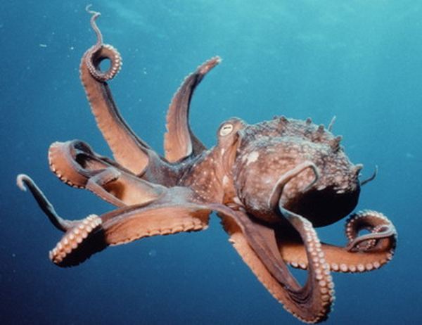 Forget being right or left-handed! Octopuses have a favourite ARM they use to grab prey, study finds