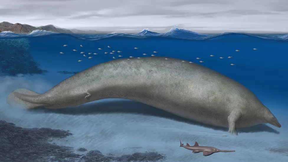 Peruvian fossil challenges blue whales for size