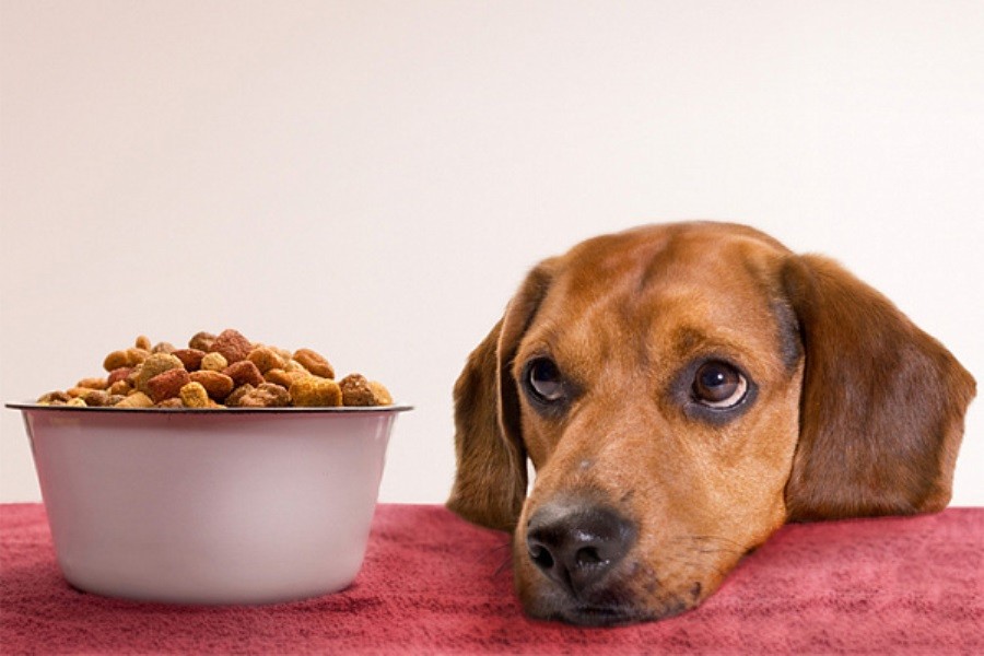 Pet food – What is the Best Food for Our Beloved Pet