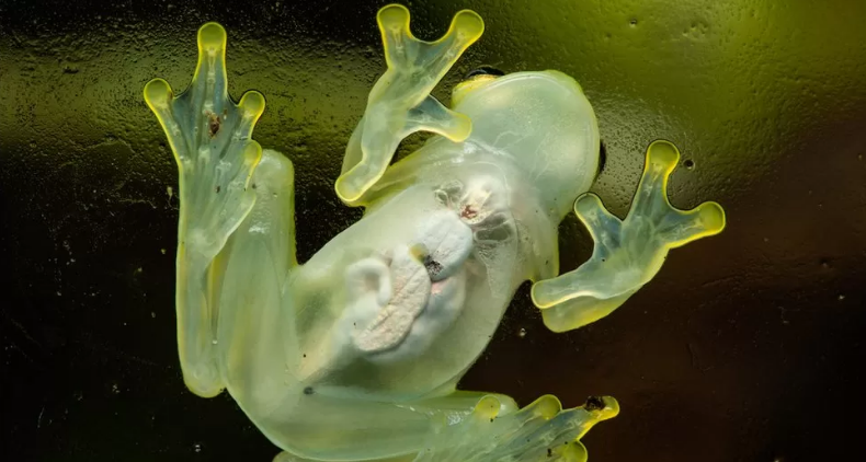 Scientists find secret to how glass frogs turn transparent