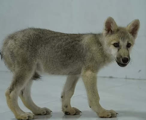 World's first cloned Artic wolf is born in China: Pup named Maya is created using a donor cell from another of its kind and an embryo that was implanted in the womb of a beagle