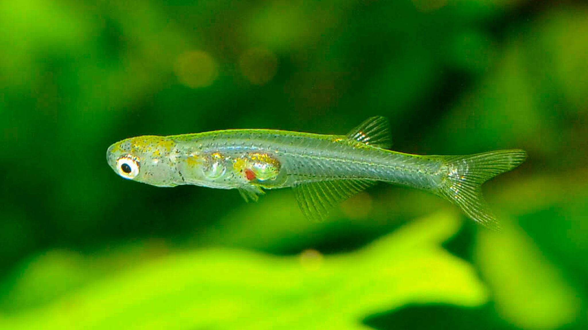 Scientists discover tiny fish can make sounds as loud as a pneumatic drill