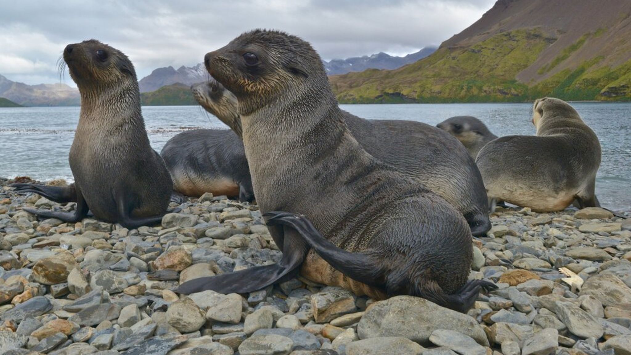 Highly infectious form of bird flu confirmed for first time in Antarctic seals