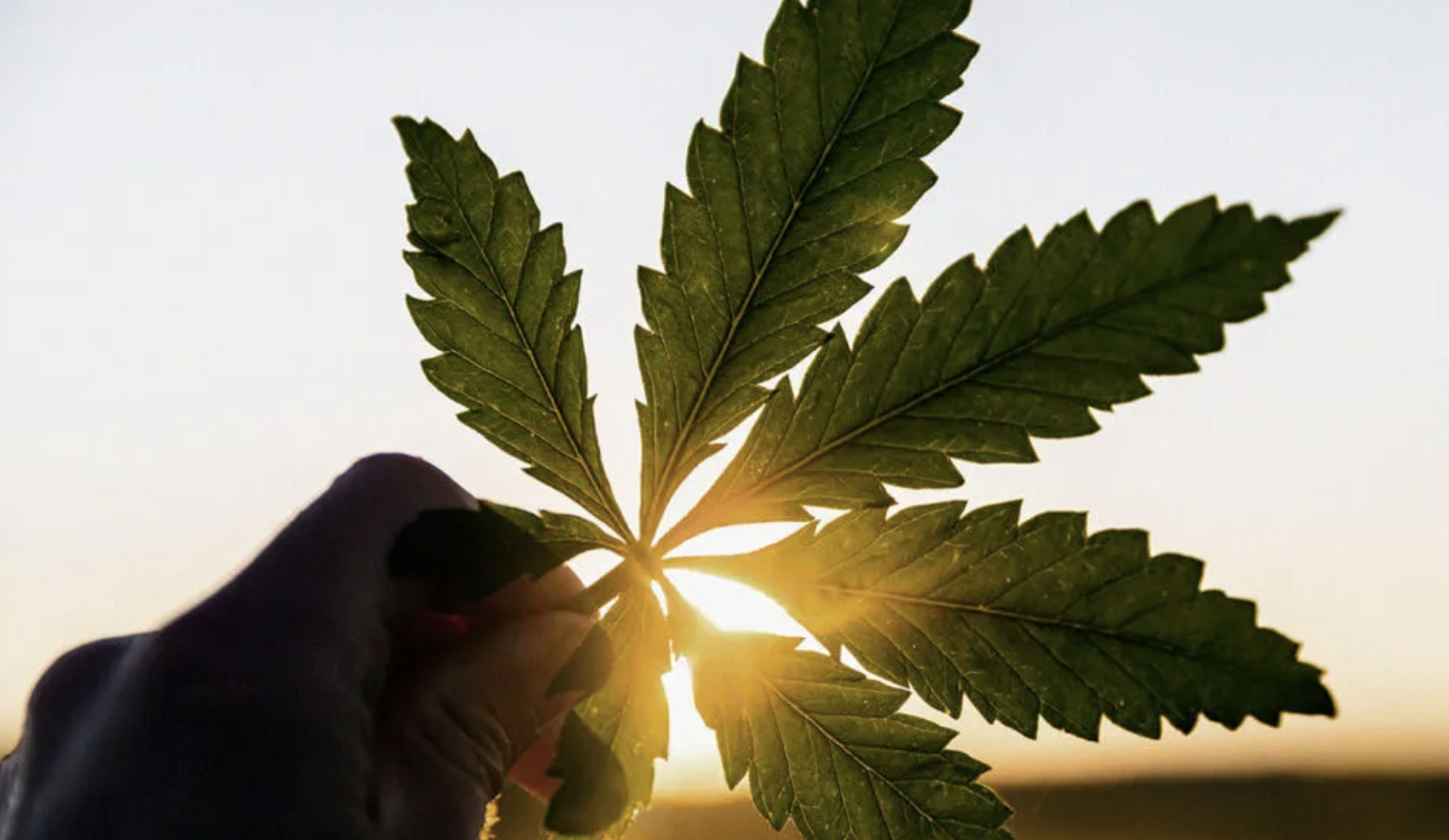 Researchers say medical cannabis could help people who experience migraine headaches. Anton Petrus/Getty Images