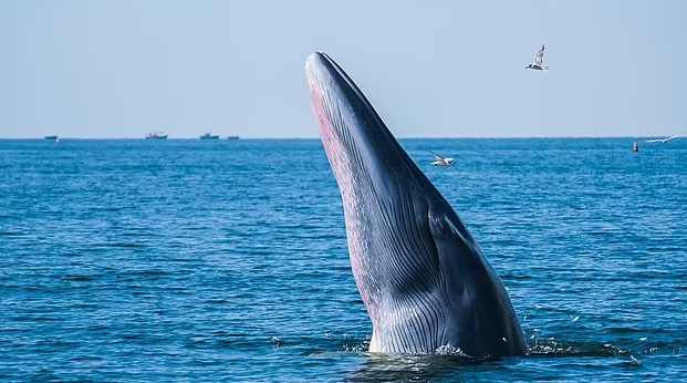 New species of whale discovered just last year is already 'on the edge of extinction' in the Gulf of Mexico: Scientists call on Biden administration to BAN offshore oil drilling to save the last 50 alive