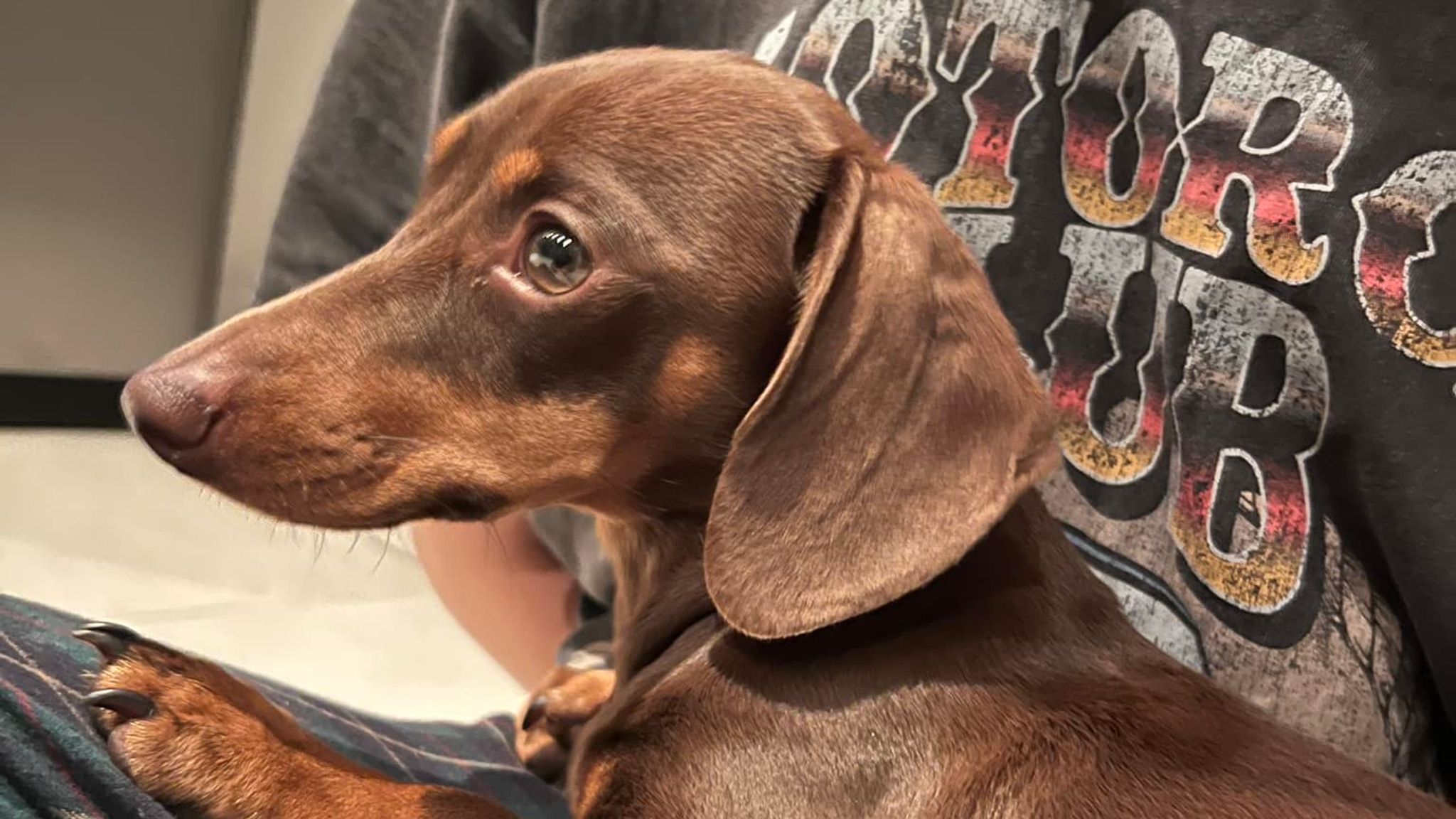 Twiglet: Kidnapped miniature dachshund reunited with owners after tip-off