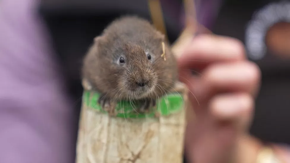 Water voles brought back to the Lake District